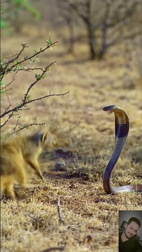 Mongoose vs Black Mamba Real Wild Animal #animalencounter #wildlife