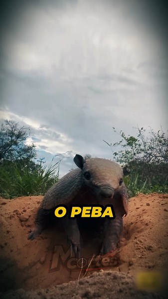 RICHARD REVELA o PERIGO do TATU-PEBA para a SAÚDE