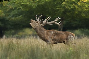 Observez le brame du cerf | Parc Animalier Sainte-Croix