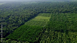 Above view of an açaí palm plantation in the Brazil Amazon rainforest. Açaí palms are cultivated for their fruit, hearts of palm, leaves, and wood.