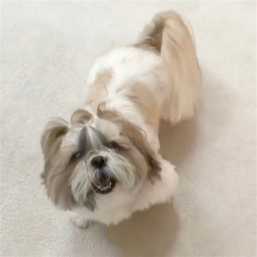 Happy Flashback Friday! 👏🏻 Time to zoom 💨 through the weekend like a rocket! 🚀😆 🐾 🐾 🐾 🐾 #shihtzu #dogvideos | Lacey Shih Tzu