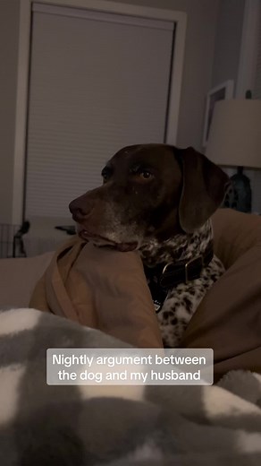 Wyatt: 1 Husband: 0 #fyp #foryoupage #dogsoftiktok