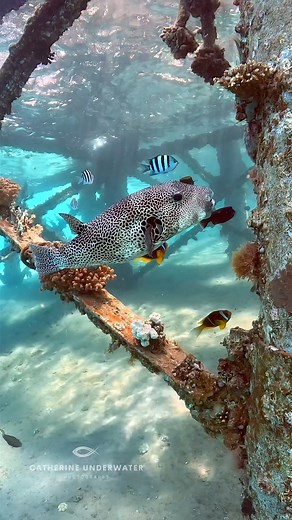 This starry pufferfish has a lot of friends. ☺️ They know he’s eating barnacles off the pier so they hang out hoping for any goodie he may drop by mistake. 🤣😋 #scuba #uwvideo #underthesea #underwaterworld #underwaterphotography #underwatervideography #GoProHERO12 | Catherine Anne Underwater Photography