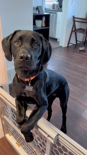 Lab Puppy Growing Up - Maverick the Black Lab