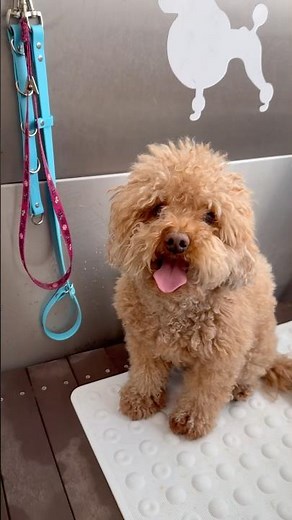 From Fluffy to Fabulous 🐶✨ Cockapoo Grooming Session