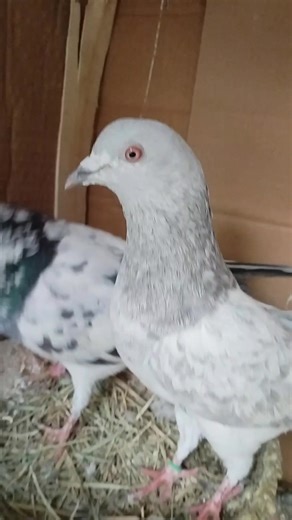 dark★rust (@dark_.rust)’s videos with bonbon - Sdk.Nj