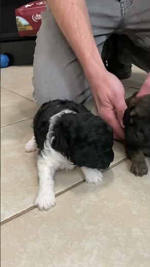 Bishop & Ollie Cavapoochon Puppies for Sale Born 11/7/22 Ready 1/2/23