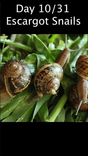 SNAILS For Food - 100% Homegrown Food Challenge Day 10/31. Shawn Woods. How To Raise Escargot.
