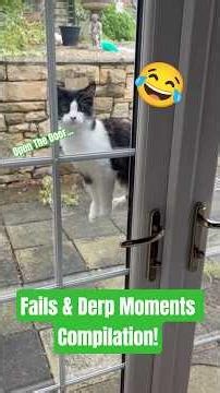 Non-Stop Laughs Compilation! 🤣 #funnyanimals #animalvideos #shorts