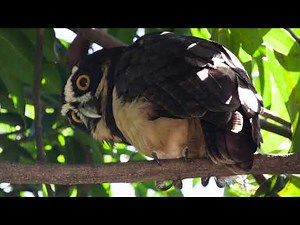 Spectacled Owl, Pulsatrix perspicillata