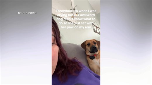 Hearts melt at what dog does when owner cries