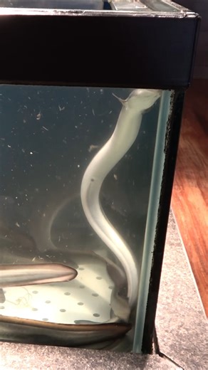 Live eel fillet prepared for traditional japanese grilled eel #eel #japaneseseafood #grilledeel #fblifestyle | Food Adventure