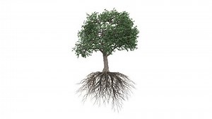 Isolated Tree Roots Moving Wind 3d Stock Footage Video (100% Royalty-free) 3408258965 | Shutterstock
