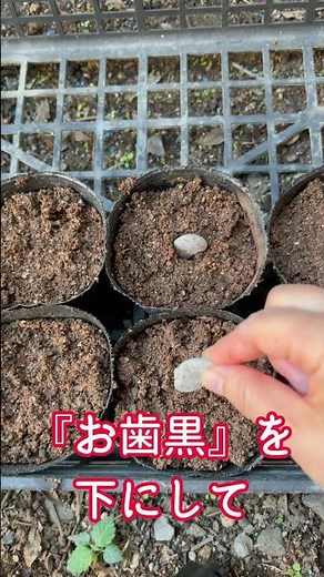 ソラマメの種まきから定植まで #週末農業 #家庭菜園 #田舎暮らし#ソラマメ