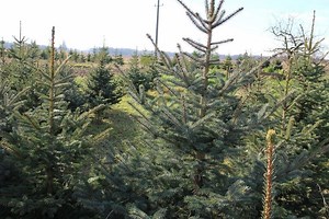 Christmas Tree Production