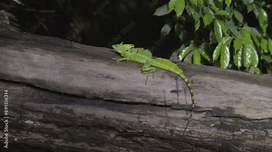 Plumed basilisk (Basiliscus plumifrons), also called the green basilisk, double crested basilisk, or Jesus Christ lizard on a tree trunk above river.