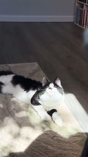 Chatty lil kitty #catlife #catvideos #cute #cat #funnycats #kitten #kitty #mycat #kittytv #funnycute