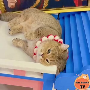 Gypsy short legs 🤛😾🤜 | Cats Cute