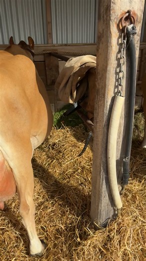 Small snap shot from Winton A&P show Elmslake Mack Ladybird- All Breeds Champion Heifer. Elmsbrook Mav Juliet- All Breeds Champion 2 year old. Mount Brook Vr Lucki- All Breeds Champion 3 year old. Elmsbrook Idaho Violet- All Breeds 4&5 year old 3rd place. Best uddered aged cow, 2nd place. Elmsbrook Rewind Bell- Champion Jersey Cow, Supreme Champion Jersey. Best uddered aged cow 1st, Sumpreme Champion All Breeds Cow, Premier Dairy Exhibit Mount Lake Recharge Eloise, Champion Jersey calf and 5th p