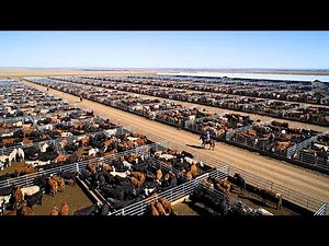 Así CRÍAN los GANADEROS de EE UU Más de 30 MILLONES de VACAS de CARNE Mega Granjas