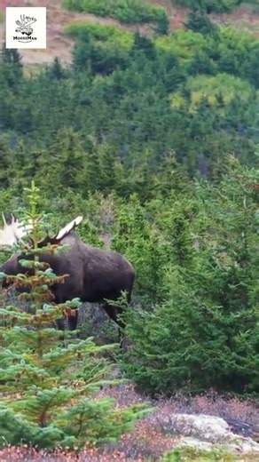 Majestic Moose Walks Through Enchanting Forest Landscape #wildlife #moose #alaska