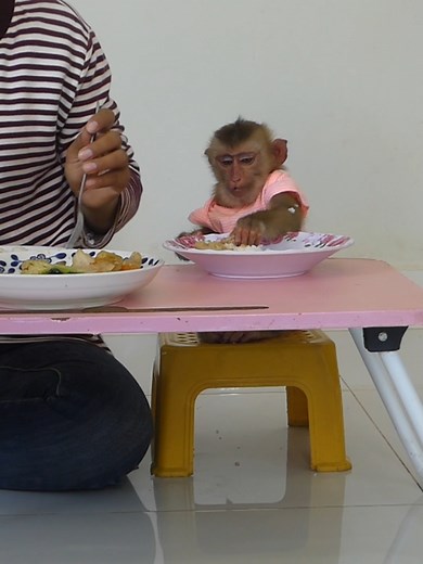 Morning Routine Baby Monkey Boum Family | Happy Monkey