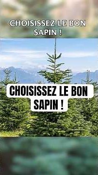 Choisissez le bon sapin ! #noel #sapin #arbre #hiver #25decembre #ecologie #nature