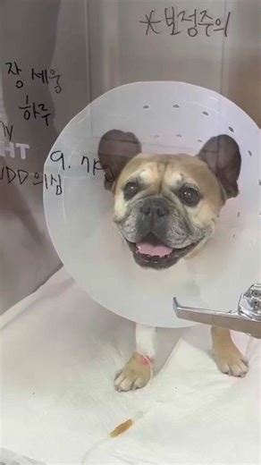 Life with Frenchies: A Humorous Look at Owning French Bulldogs