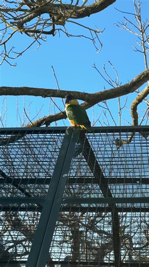 Évasion de Pablo le perroquet : aventure incroyable!