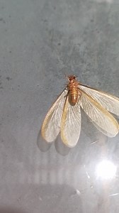 May magawa lang #reels #fbreels | Mha Lien