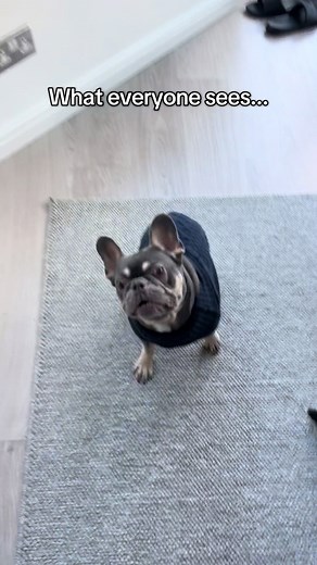 Adorable Tiny French Bulldog Puppy Moments