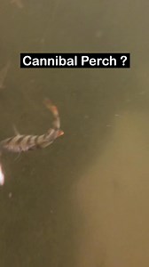 406K views · 1.5K reactions | Perch eat perch 﫣 #perch #fishing #underwaterworld #perch #fish #angler #underwaterworld #fishingvideo #fishingexperience #livebait #underwatercamera #cannibalperch #perchfishing | Underwater World | Facebook