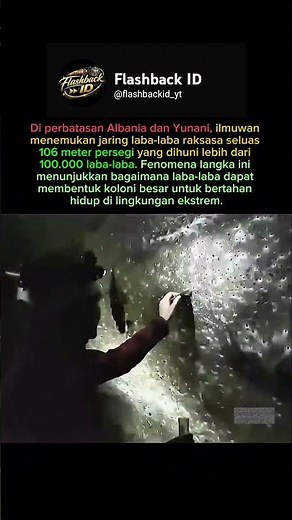 Jaring Laba-Laba Terbesar di Dunia, Dihuni 100.000 Laba-Laba! 😱