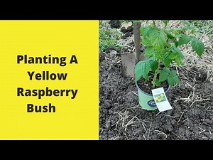 How to plant a Raspberry bush correctly
