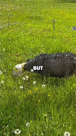 He Invented This Patented Armor