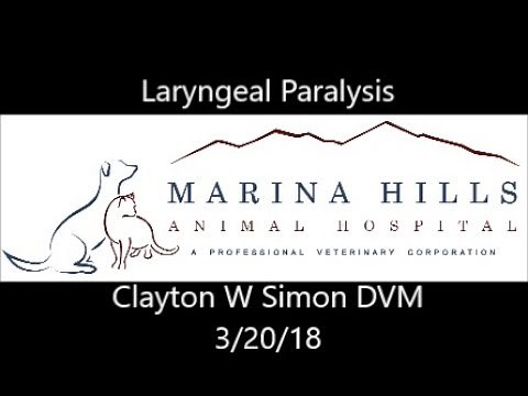 Laryngeal Paralysis in Dogs