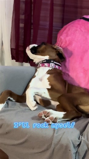 Bailey the Boxer Dog Rocks Her Own Life