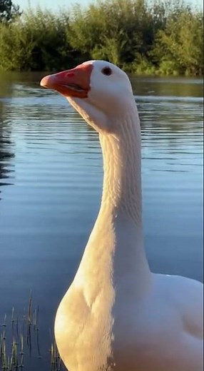 Loud Goose Sound Ultra-Realistic 🦢🔊