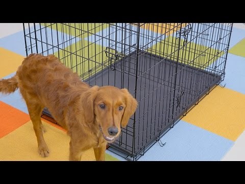 How to Crate Train Your Puppy | Chewy