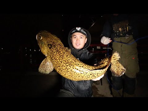 How to Catch Burbot / Eelpout From Shore