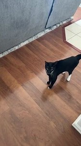 This owner mischievously scared their cat, resulting in a hilarious startled reaction from the feline. The whole moment was funny and adorable. | Jukin Copyright Management