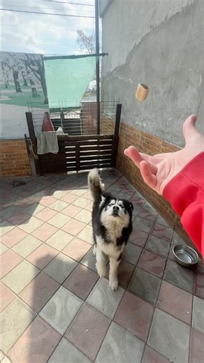 Training session: Teaching a Husky to catch a Treat #dog #shorts
