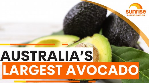 8.8K views · 66 reactions | AUSTRALIA'S BIGGEST AVOCADO 陋 We meet the Aussie growing a new variety four-times to the size of the regular store-bought fruit! And why they could become more common  WATCH SUNRISE FOR MORE | 7plus ☀️ | Sunrise | Facebook