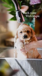 Bath time🥰 we had bath day here today, and our labs just soak up the water. The babies just snuggle down as the warmth runs over their bodies, and the older pups play and lick up as much as they can get! Miss Maple here fell asleep in my arms after her bath, swaddled in a towel 🥹💙 Maple is a yellow English Labrador, and she has some stunningly dark yellow tones. I cannot wait to see what a beautiful creature she will grow to be❤️ more pics and vid coming soon of our growing Labrador pups!! #e