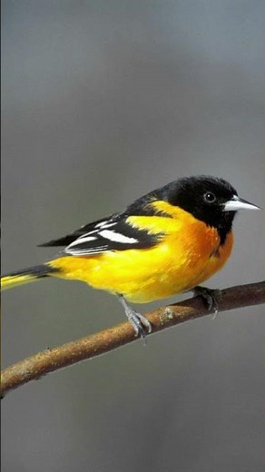 Baltimore Oriole Bird Song Video: Bird Songs Eastern North America-Northern Oriole Nature Sounds