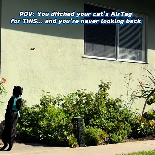 The cat tracker is out of the bag. Introducing the new Fi Mini for cats. | Fi