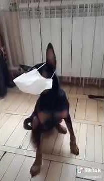 Hilarious dog putting on his face mask
