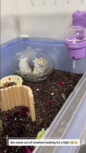 He Came Out of Nowhere… and Started a Fight 😂🐹