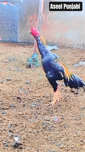 Java muskan Aseel Murga Action episode235:#aseel #murga #trending #shorts #shortsfeed