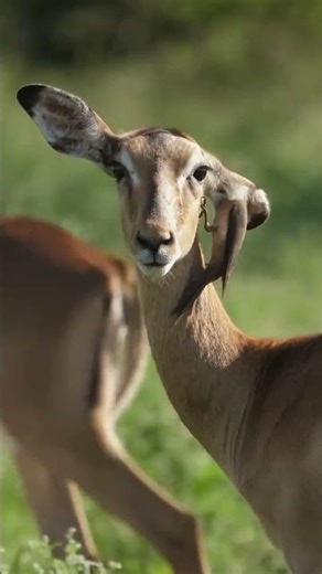 Tick-Tock. Bird - antelope symbiotic relationship. #wildlife #animals #symbioticrelationship #safari